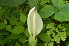 Xanthosoma wendlandii