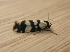 Thallarcha trissomochla