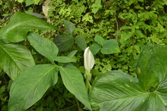 Xanthosoma wendlandii