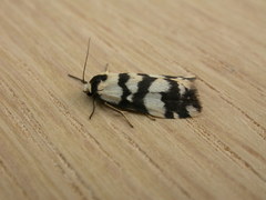 Thallarcha trissomochla