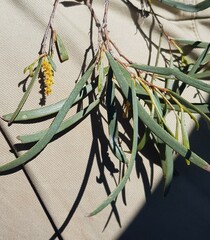 Acacia resinimarginea