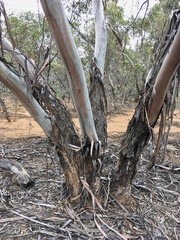 Eucalyptus oleosa oleosa