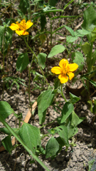 Sclerocarpus divaricatus