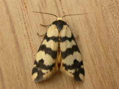 Thallarcha trissomochla