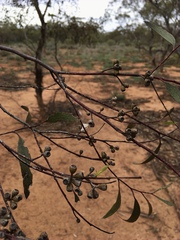 Eucalyptus oleosa oleosa
