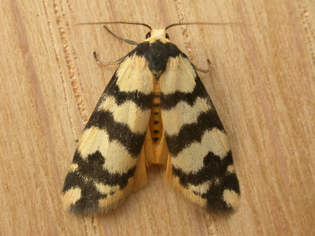 Thallarcha