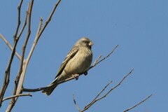 Crithagra atrogularis atrogularis