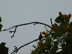 Cinnyris jugularis ornatus