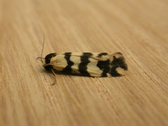 Thallarcha trissomochla