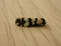 Thallarcha trissomochla