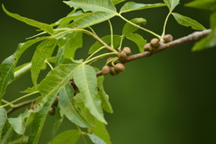 Bursera lancifolia