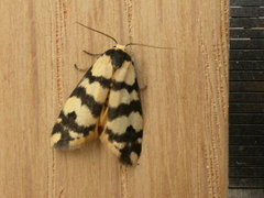 Thallarcha trissomochla