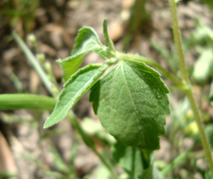 Sclerocarpus divaricatus