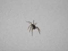 Spartaeus spinimanus