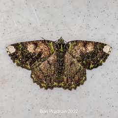Dindicodes apicalis