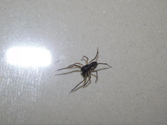 Spartaeus spinimanus