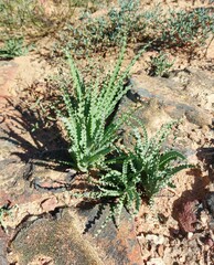 Freesia viridis crispifolia