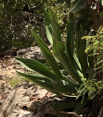 Agave antillarum