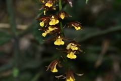 Tainia dunnii