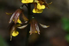 Tainia dunnii
