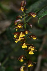 Tainia dunnii