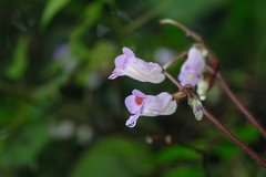 Trichosporeae