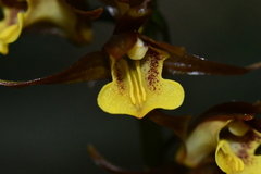Tainia dunnii