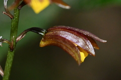 Tainia dunnii