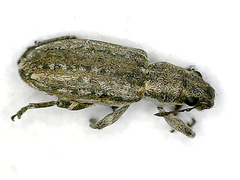 Sitona callosus