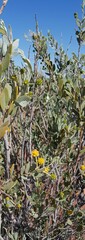 Acacia bivenosa