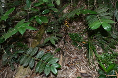 Tainia dunnii