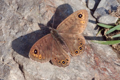 Lasiommata petropolitana