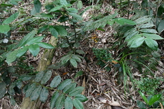 Tainia dunnii