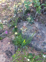 Lachenalia trichophylla