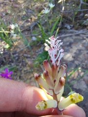 Lachenalia trichophylla