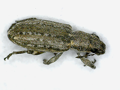 Sitona callosus