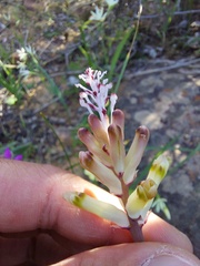 Lachenalia trichophylla