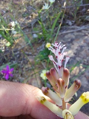 Lachenalia trichophylla