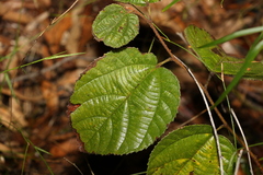 Grewia latifolia
