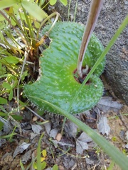 Lachenalia trichophylla