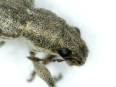 Sitona callosus