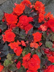 Begonia × tuberhybrida