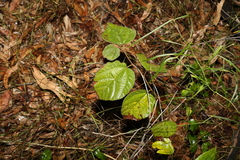 Grewia latifolia