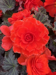 Begonia × tuberhybrida