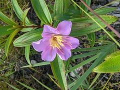 Melastoma septemnervium