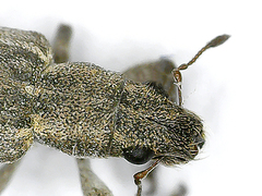 Sitona callosus