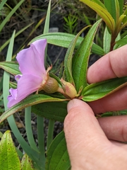 Melastoma septemnervium