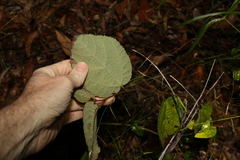 Grewia latifolia