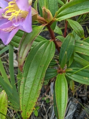 Melastoma septemnervium