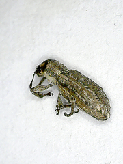 Sitona callosus